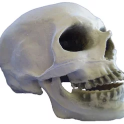 Skull With Moving Jaw